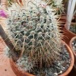 Mammillaria bombycina ᱛᱟᱦᱮᱸ