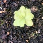 Pinguicula agnata Ліст