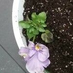 Viola x wittrockiana Cvet