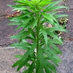 Erigeron canadensis Leaf