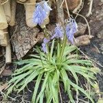 Hyacinthoides non-scriptaKukka