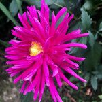 Dahlia × cultorum Blüte