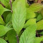 Elsholtzia stauntonii Hoja