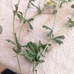 Potentilla inclinata List