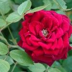 Rosa × odorata Хабит