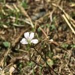 Petrorhagia saxifraga Цвят