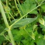 Gypsophila elegans Листок