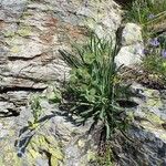 Bupleurum stellatum Habit