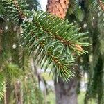 Picea omorika পাতা