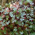 Saxifraga fragilis পাতা