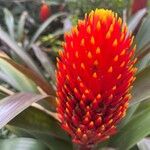 Guzmania conifera Floare