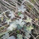 Geranium aculeolatum Other