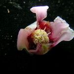 Saurauia napaulensis Цветок