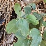 Orthilia secunda Likasa