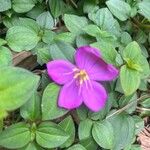 Dissotis rotundifolia Цвят