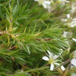 Arenaria grandiflora Leaf