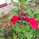 Salvia microphyllaFlower