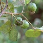 Vitex madiensis Fruto