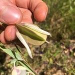 Calochortus albus Плод