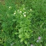 Erigeron annuus Blad