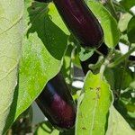 Solanum melongena Fruit
