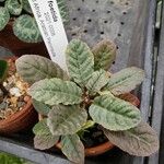 Dorstenia foetida List