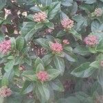 Viburnum tinusपत्ता