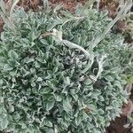 Antennaria alpina Лист