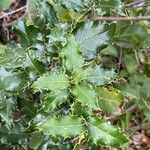 Citronella mucronata Leaf