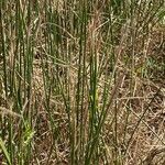 Juncus rigidus Leaf