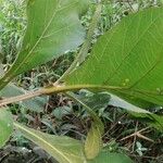 Tectona grandis Leaf