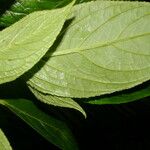 Glossoloma tetragonum Leaf