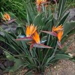 Strelitzia reginae 整株植物