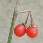 Solanum villosum फल