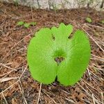 Sanguinaria canadensis Лист