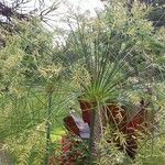 Cyperus giganteus Хабит