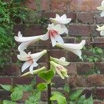 Cardiocrinum giganteum Blüte