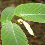 Begonia convallariodora Hoja