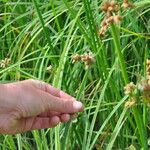 Schoenoplectus triqueter Flor