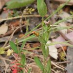 Hypericum australe Habit