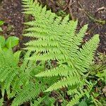 Athyrium filix-femina 葉