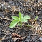 Passiflora incarnata Leaf