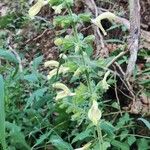 Salvia glutinosaFlower