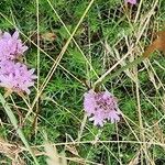 Armeria maritimaFloro