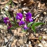 Lathyrus vernus Fula