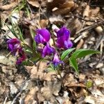 Lathyrus vernus Flower