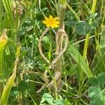 Ranunculus flammula Flower