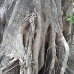 Ficus citrifolia बार्क (छाल)