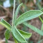 Anthyllis circinnata 葉