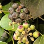 Hedera colchica Fruit